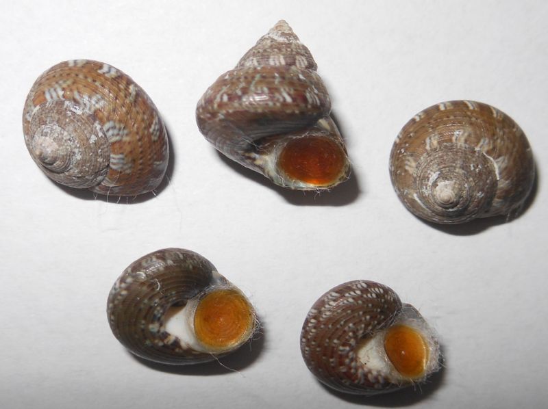 Trochidae a determinar 5